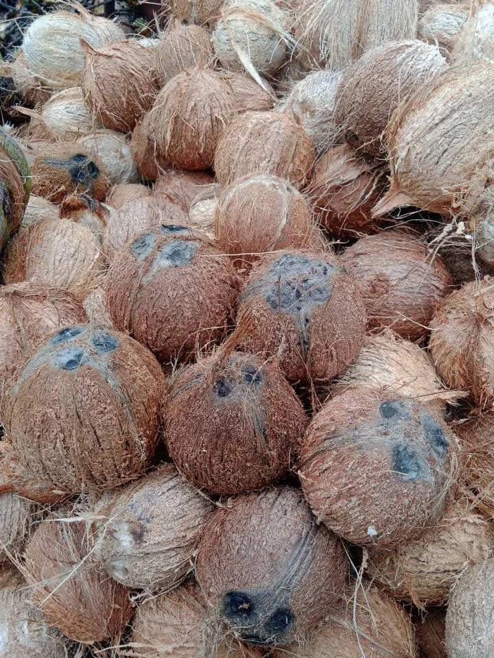 Fully Husked Coconuts